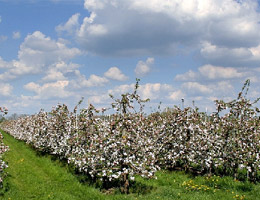 Foto: Obsthof Brunsiek,  Blomberg