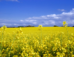 Foto: Echter Imkerhonig